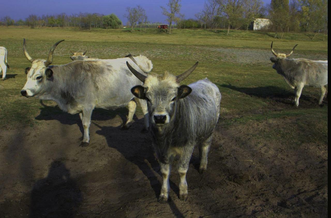 Jakabszállás 热代翁坦亚宾馆旅馆 外观 照片